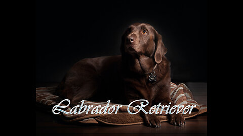 Types of Labrador retriever || English vs American Labrador retriever