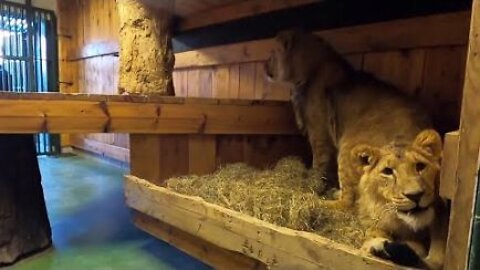 Twin Lions Evacuated From Ukraine Find Sanctuary in Belgium