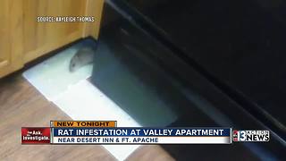 Rats take over Las Vegas family's apartment