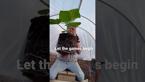 Pumpkin Hole Planting #giantpumpkin #bubba #garden