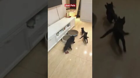 Super drifting #cute #funnyanimals #tiktok #funnyvideos #cat