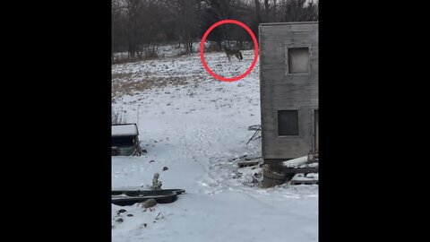 A Coyote Was Snooping Around My Duck House...