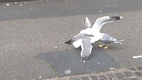 When seagulls attack each other. Don't watch if you're easily offended. They weren't hurt after.