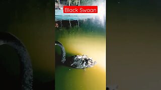 Black Swan #viral #tiktok #shorts