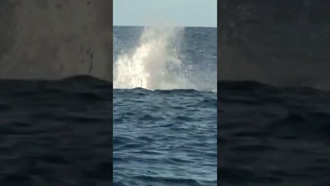 Whale jumping out of water. #shorts