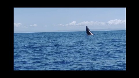 Whales at Sainte Marie