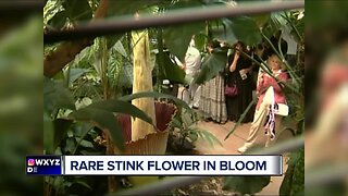 Thousands come to smell corpse flower blooming in Ann Arbor