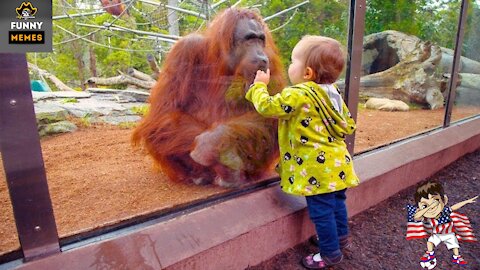 TRY NOT TO LAUGH | Funny Babies At The Zoo Video