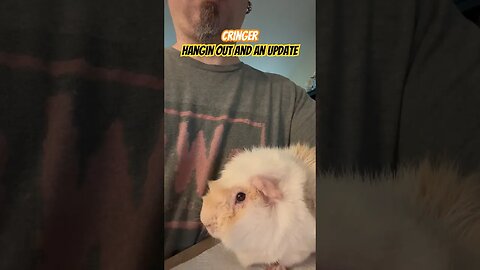 Cringer Hangin Out And An Update #guineapigshorts #guineapig #guineapiggy #shortvideo #channel