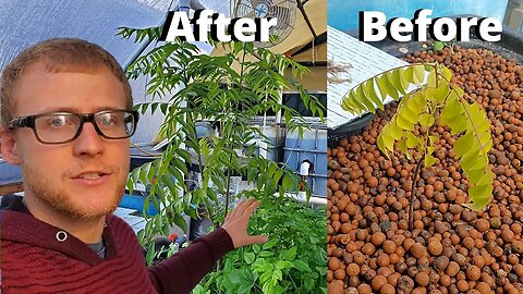 Growing Curry leaf plant and Minari in aquaponics