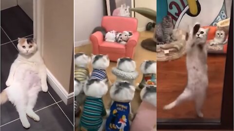 Best Cat TikToks 😍 Cat Memes Compilation😎