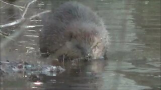 Beaver Thanksgiving