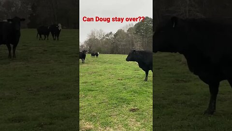 Can Doug stay over? Well can he mom??? #shorts #cows #outdoors #cowsmakemehappy