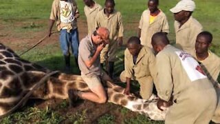 Her reddes en giraff som hadde fått en vaier rundt halsen