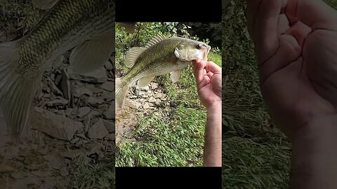 I caught SOOOOO many bass during my fishing tournament!
