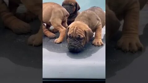 puppies barking||howling||dog sound #puppiesbarking #cute #shorts #ytshorts