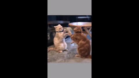 Cats Game Funny Video