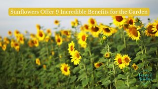 Sunflowers Offer These 9 Incredible Benefits to Every Garden