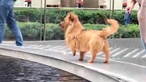 Fluffy puppy investigates fountain mystery