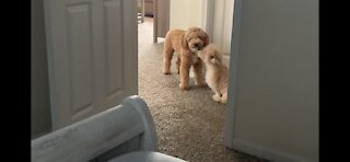 Puppy Love - Mini Goldendoodles
