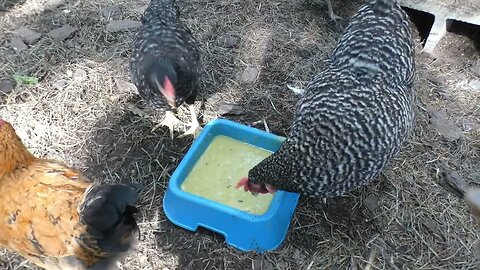 Would my chickens like some homemade split pea soup...with SOME ham?