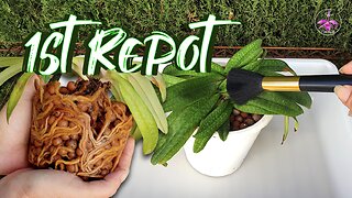 Repotting Primary Hybrid Slipper Orchid 4 Years Semi Hydro | Care Tips | Repot Tips #ninjaorchids