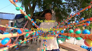 Thai farmer using Ping Pong Bombs to scare away birds in Thailand