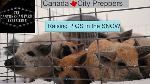 Rising PIGS in the snow