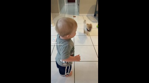 Baby Loves Chasing His Pomeranian Puppy