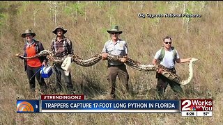 Trappers capture 17-foot long python in Florida