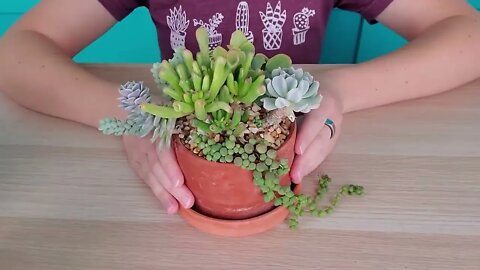 Succulent match-making -- finding succulents that work well together in arrangements