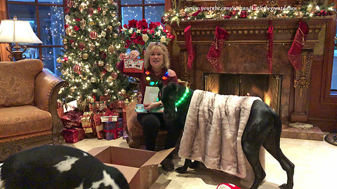 Great Dane Puppy and Cat Enjoy Christmas Chicken Gifts from Florida You Tube Friend