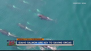 Idaho waterways could hold key to saving orcas