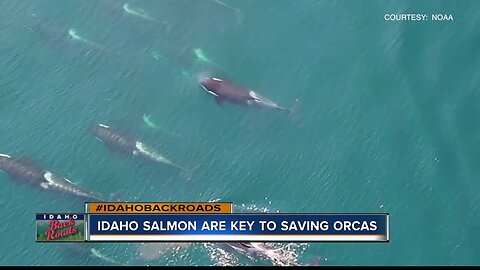Idaho waterways could hold key to saving orcas
