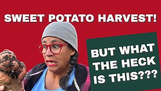 Sweet Potato Harvest! But What is THIS?? | Urban Homestead VLOG