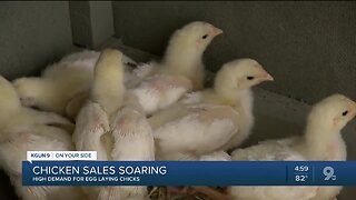 Chicken sales are soaring