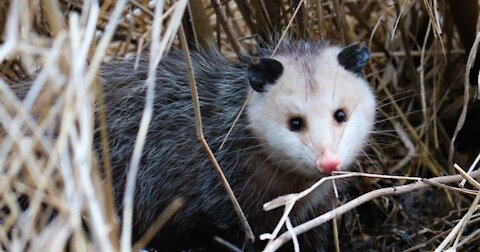 Exsteamly cute young visitor jacking our food! Mr awesome possumsays subscribe to help him eat!