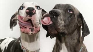 These goofy dogs are simply tongue-tastic!