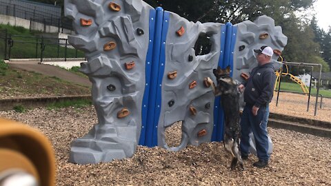 Training German Shepherd