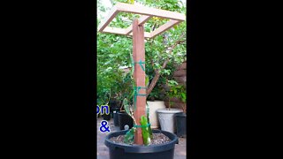 Growing and Potting Dragon Fruits Tree GreenMangoes #viral #viralshorts #short #dragonfruit