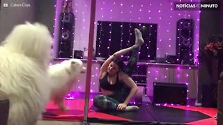 Quando cães dificultam a pratica de yoga