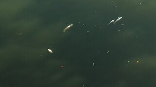 Floating dead fish along Buffalo River in South Buffalo