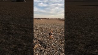 Golden Retriever Carrying a Drake Mallard Duck #goldenretriever #duckhunting #birddog #mallard