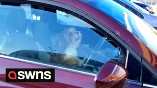 Hilarious moment impatient dog honks car horn while it waits for its owner