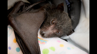 Feeding An Orphaned Baby Bat (Fruit bat or Flying-fox) - meet Tewa