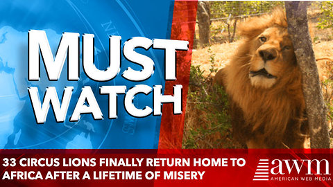 33 Circus Lions Finally Return Home To Africa After A Lifetime Of Misery