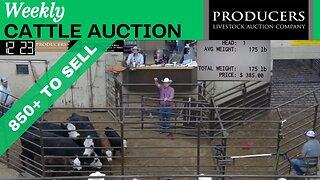 4/27/2023 - Producers Livestock Auction Company Cattle Auction