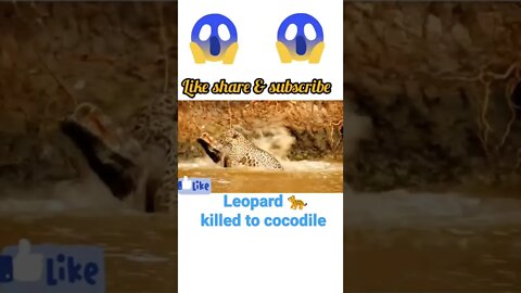 Leopard 🐆 killed to cocodile,2022• #shorts #youtubeshorts