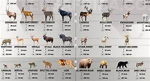 Animal Size Comparison 2D