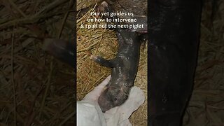 Farrowing piglets for the first time